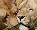 Lionsrock  Game Lodge, Bethlehem Accommodation