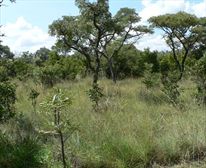 Bushveld in summer at Cottage - Bee Tree Cottage