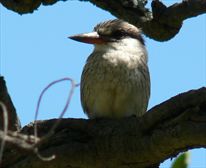 Striped Kingfisher in Bee Tree Garden - Bee Tree Cottage