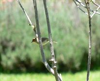  - Bee Tree Cottage