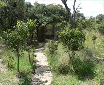 Bushveld in summer Cottage - Bee Tree Cottage