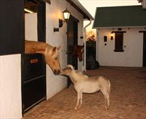  - The Paddocks