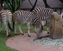 Special award for commitment to tourism. - Heia Safari Ranch
