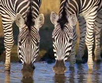 Game viewing. - Shibula Lodge and Bush Spa