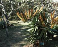 Aloe Garden - Klip-Els Guest Lodge