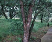 Indigenous footpath - Klip-Els Guest Lodge