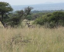  - Selous Bush Camp