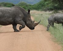 - Selous Bush Camp