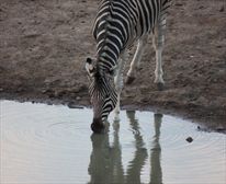  - Selous Bush Camp