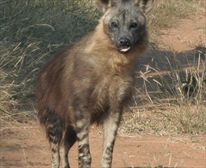  - Selous Bush Camp