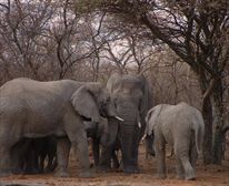  - Kwafubesi Tented Safari Camp