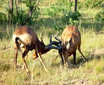  - Kwafubesi Tented Safari Camp