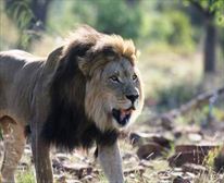 Game viewing - Wild Ivory Eco Lodge